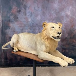 African Male Lion Taxidermy