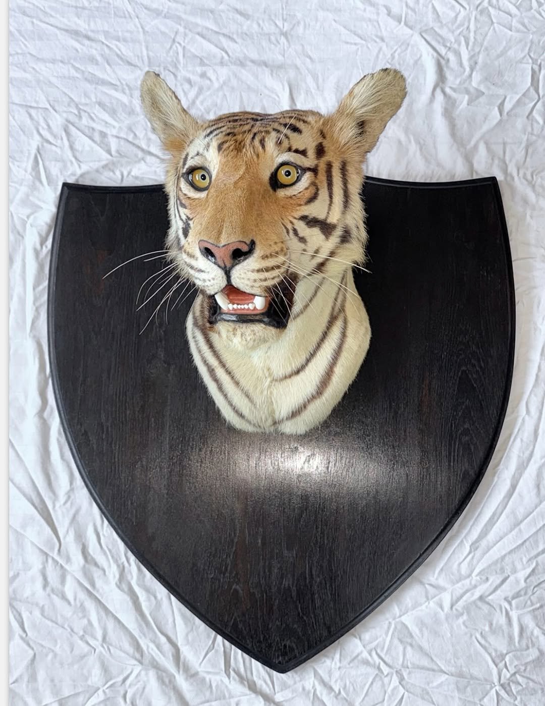 Gorgeous antique van Ingen tigers head. Shot by major general william Cole in 1932. Beautiful piece of history. - Image 5