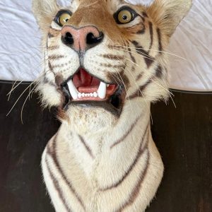 Gorgeous antique van Ingen tigers head. Shot by major general william Cole in 1932. Beautiful piece of history.