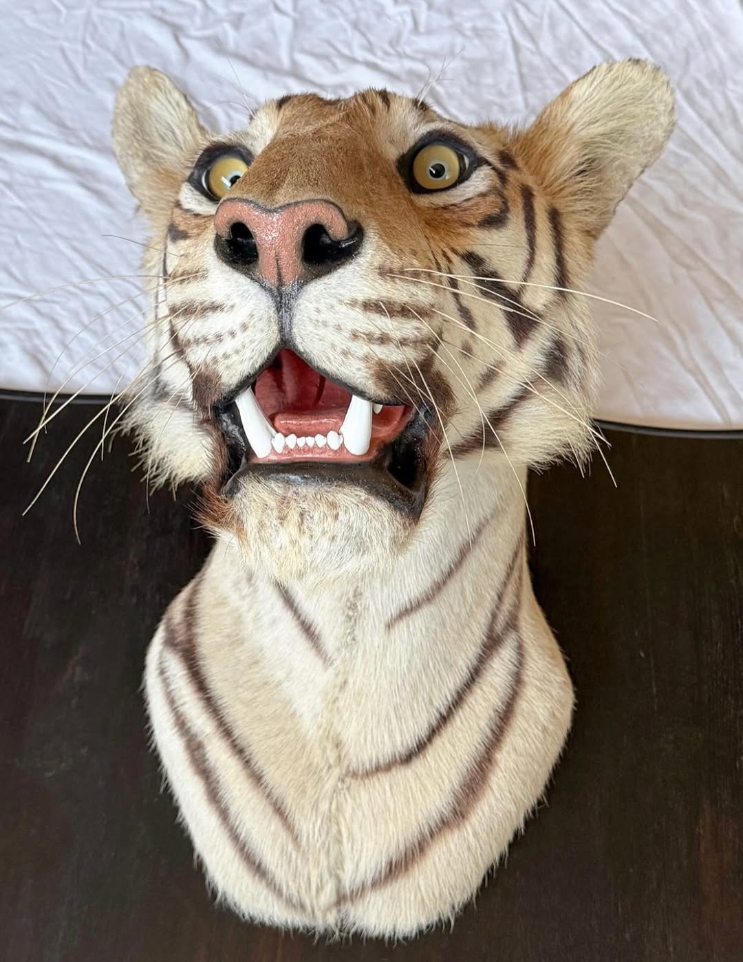 Gorgeous antique van Ingen tigers head. Shot by major general william Cole in 1932. Beautiful piece of history.