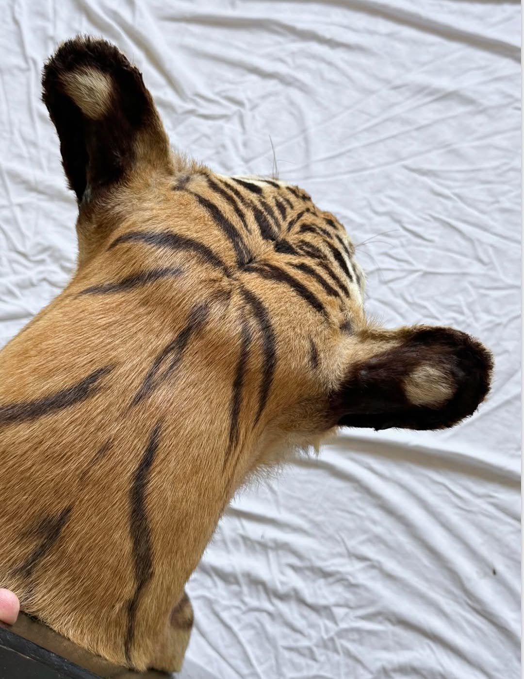 Gorgeous antique van Ingen tigers head. Shot by major general william Cole in 1932. Beautiful piece of history. - Image 2