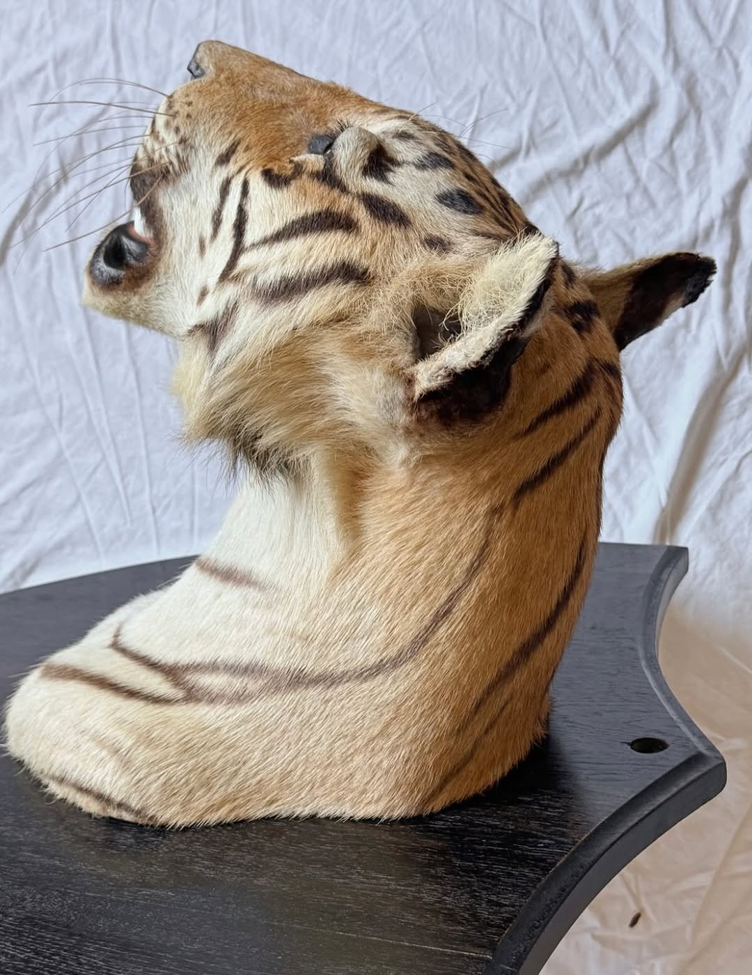 Gorgeous antique van Ingen tigers head. Shot by major general william Cole in 1932. Beautiful piece of history. - Image 3