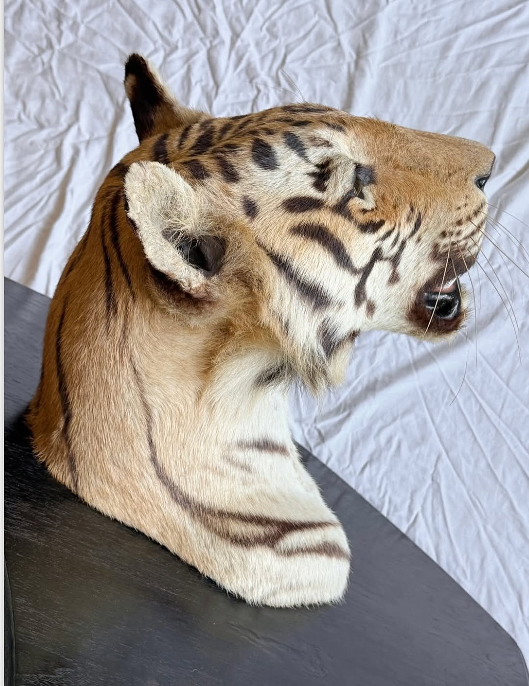 Gorgeous antique van Ingen tigers head. Shot by major general william Cole in 1932. Beautiful piece of history. - Image 4