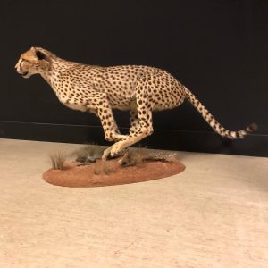 Cheetah Taxidermy
