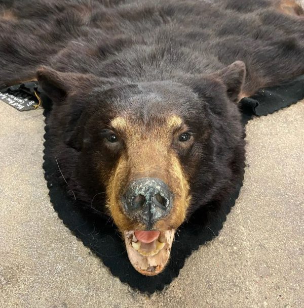 Black Bear Rug for Sale