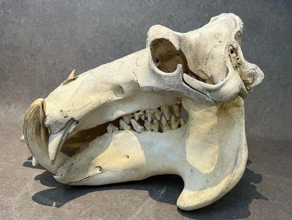 Male Hippo Skull for Sale - Image 2