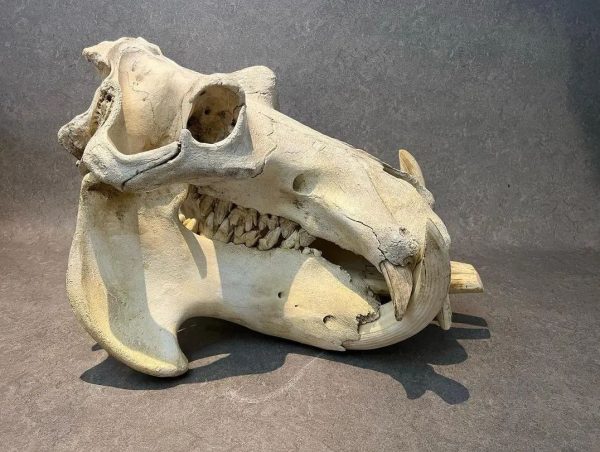 Hippo Skull for Sale