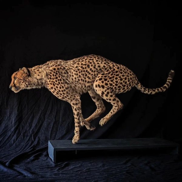 Cheetah Taxidermy - Image 4