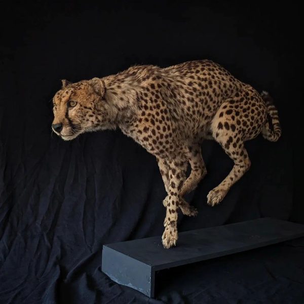 Cheetah Taxidermy - Image 3