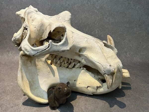 Male Hippo Skull for Sale - Image 3
