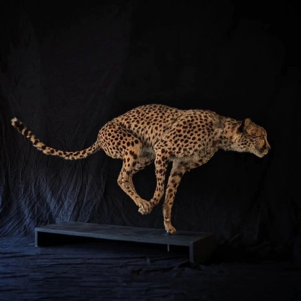 Cheetah Taxidermy - Image 2
