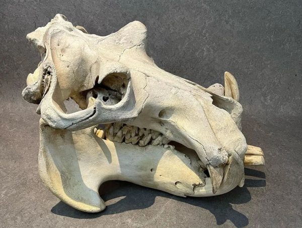 Male Hippo Skull for Sale - Image 4