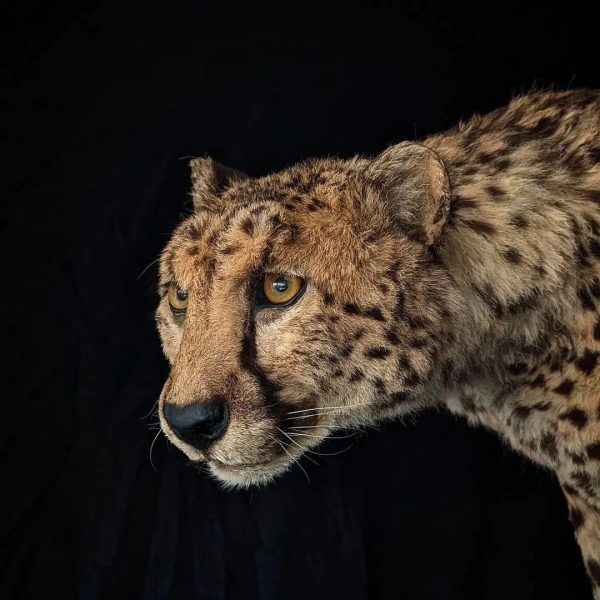 Cheetah Taxidermy
