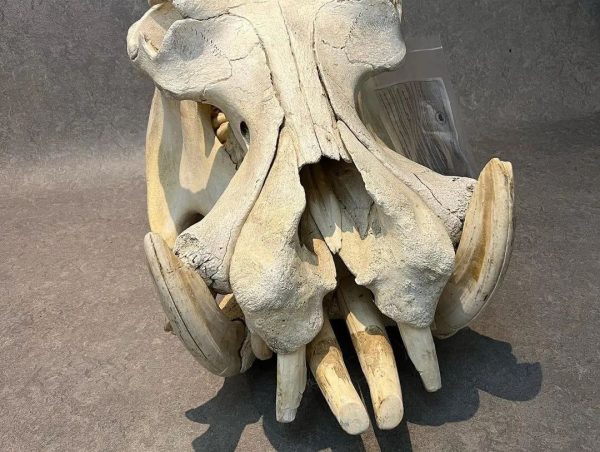 Male Hippo Skull for Sale - Image 6