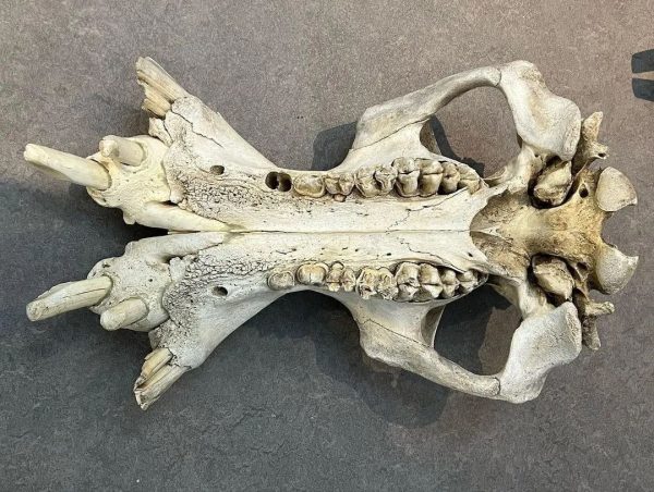 Male Hippo Skull for Sale - Image 7