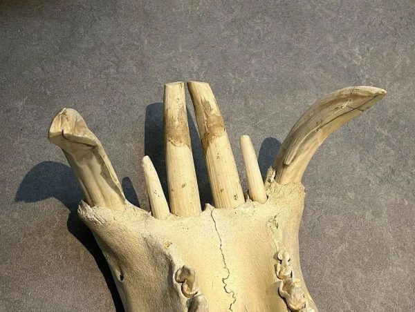 Male Hippo Skull for Sale - Image 8