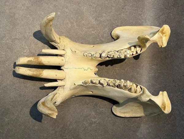 Male Hippo Skull for Sale - Image 9