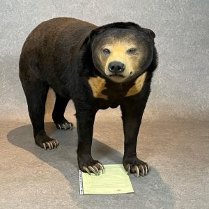 Sun Bear Taxidermy