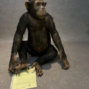 Male Chimpanzee Taxidermy