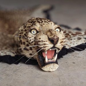 Beautiful Juvenile Leopard Rug