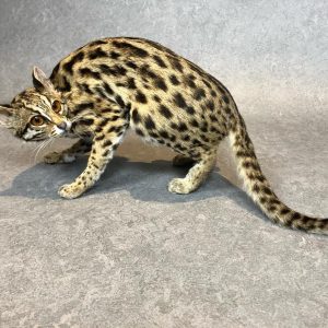Asian Leopard Cat Taxidermy Mount