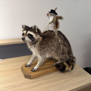 Taxidermy Racoon