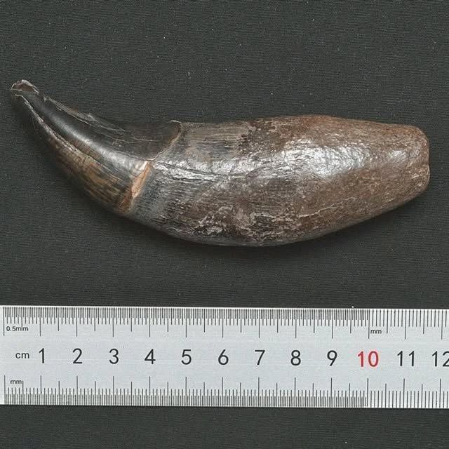 Cave Bear Teeth For Sale