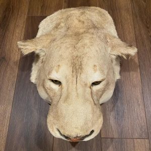 Lioness head