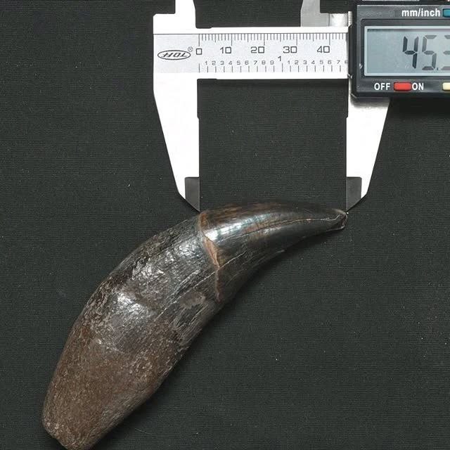 Cave Bear Teeth For Sale - Image 3