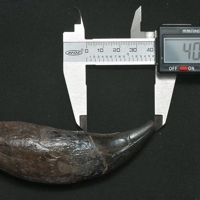 Cave Bear Teeth For Sale - Image 2