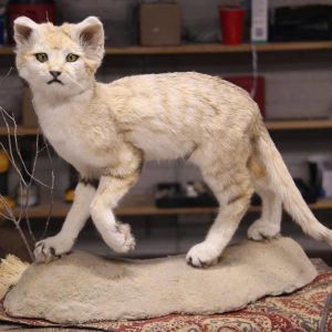 Sand Cat Taxidermy