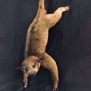 Kinkajou Mount