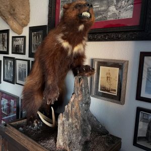 Snarling Wolverine Taxidermy