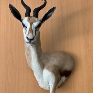 Springbok Taxidermy