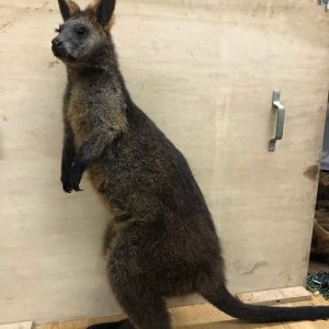 Swamp Wallaby