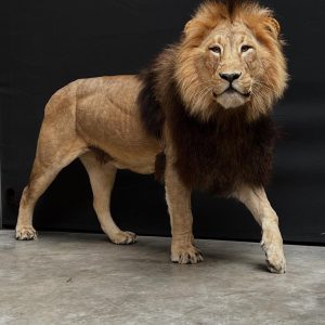 Full Body Mount Male Lion Taxidermy