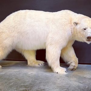 Taxidermy Polar Bear