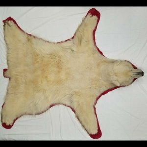 professionally mounted polar bear pelt rug
