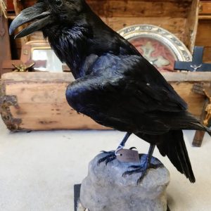 Raven taxidermy for sale