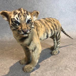 super cute taxidermy tiger cub, zoo animal died of natural cause with commercial cites papers.