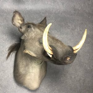 big warthog shouldermount, original tusk