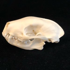 skunk skull, dm for info.