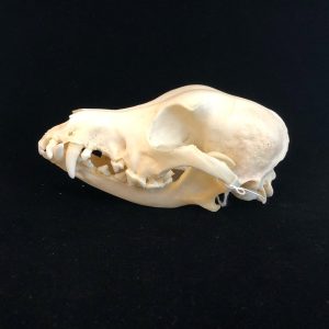 pure breed Poodle skull.