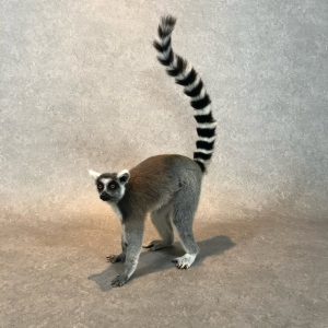 Real piece of (taxidermy)art.......ringtail lemur, zoo animal, died of natural cause with A10 paperwork.