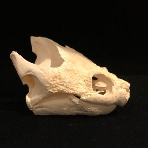 snapping turtle skull. 10x8x 6.5 cm.