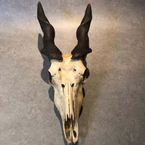 eland antilope skull with beautifull patin