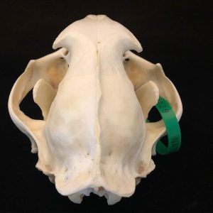 large cougar skull with proper paperwork. 21x14x10.5 cm. Ex private collection.