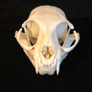 Asian Leopard cat, Prionailurus bengalensis. Perfect skull, all teeth and nasal turbines present. Zoo animal died of natural cause, with proper paperwork.