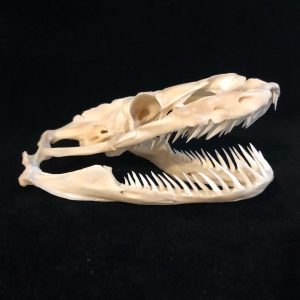 XXL reticulated python skull, this animal was around 4.4-5 Meter alive. Skull size 12x8x5 cm. Zoo animal died of natural cause with correct paperwork.