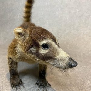 super cute taxidermy coati. Zoo animal died of natural cause and not Cites listed or endangered species.